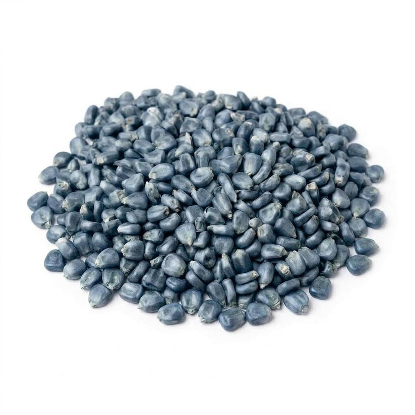 contents of USDA organic blue corn nixtamal starter kit showing corn kernels and cal packet